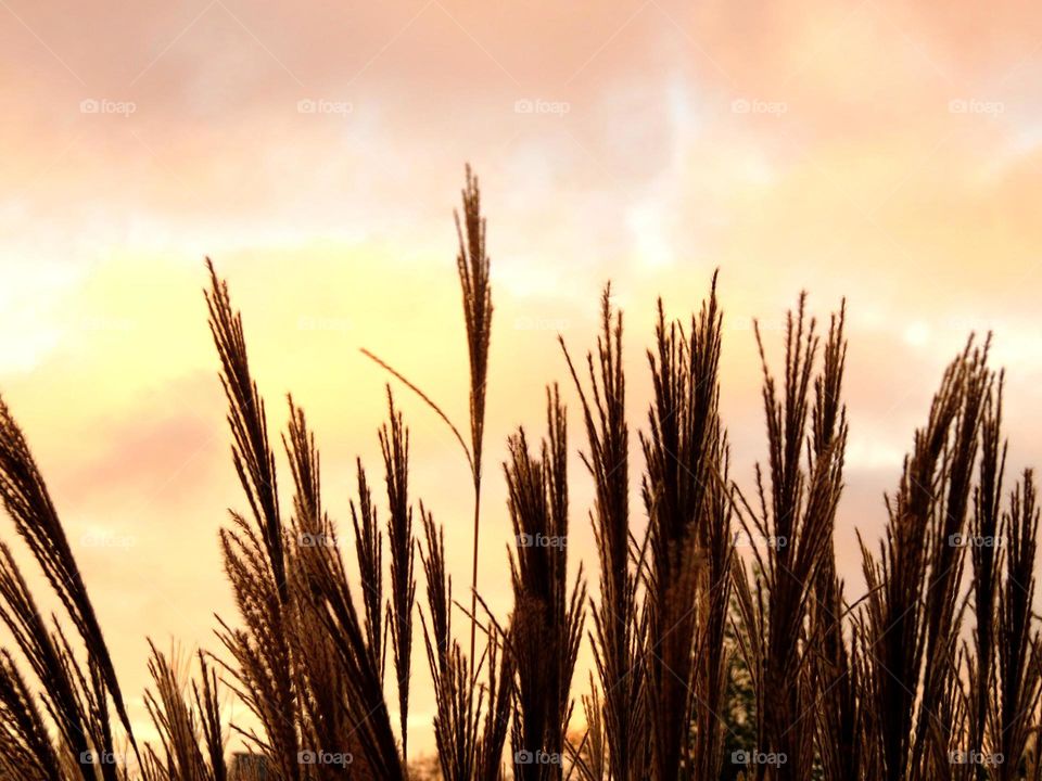 Close-up of wheat plant