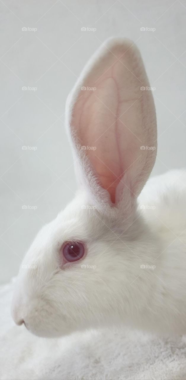 Beautiful rabbits, nose comica red eyes, gray and white snow, delicate, curious, big and long, very curious and funny ears