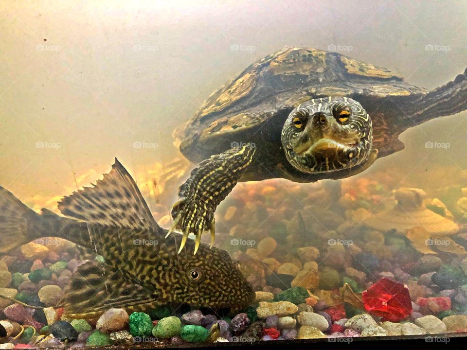 Turtle and suckerfish