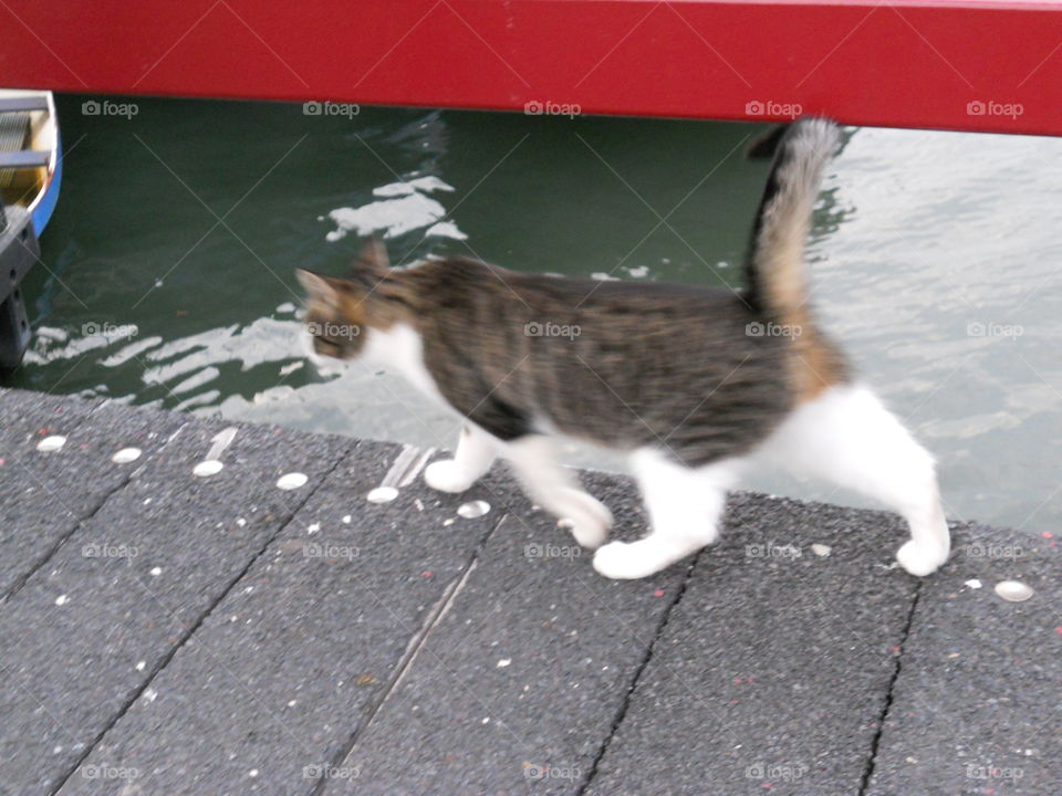 # Holland# Rotterdam# Brill# Cat# 🐈# evening walk#