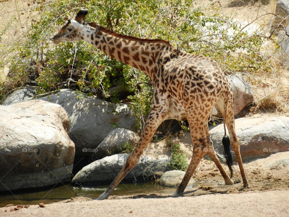 The amazing World of the Giraffes