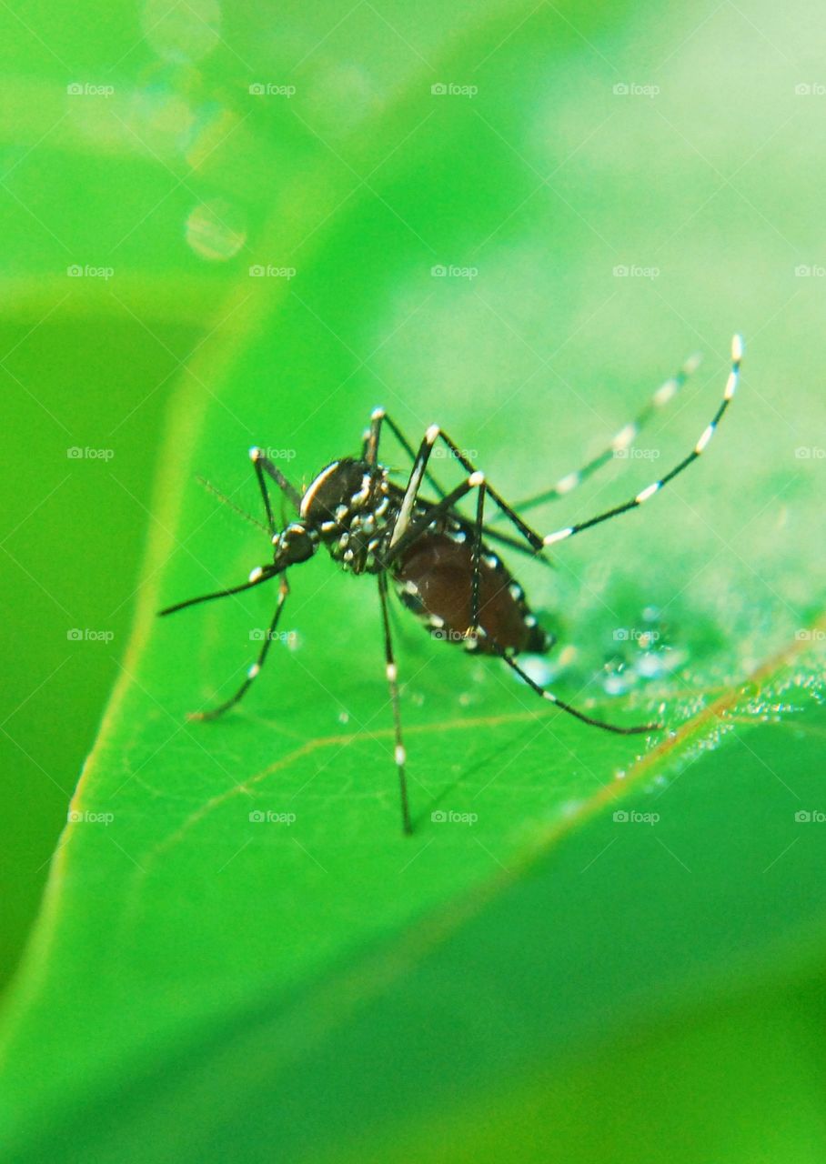 insect animal macro nyamuk