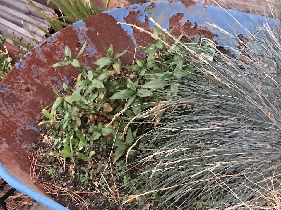 Wheelbarrow plants