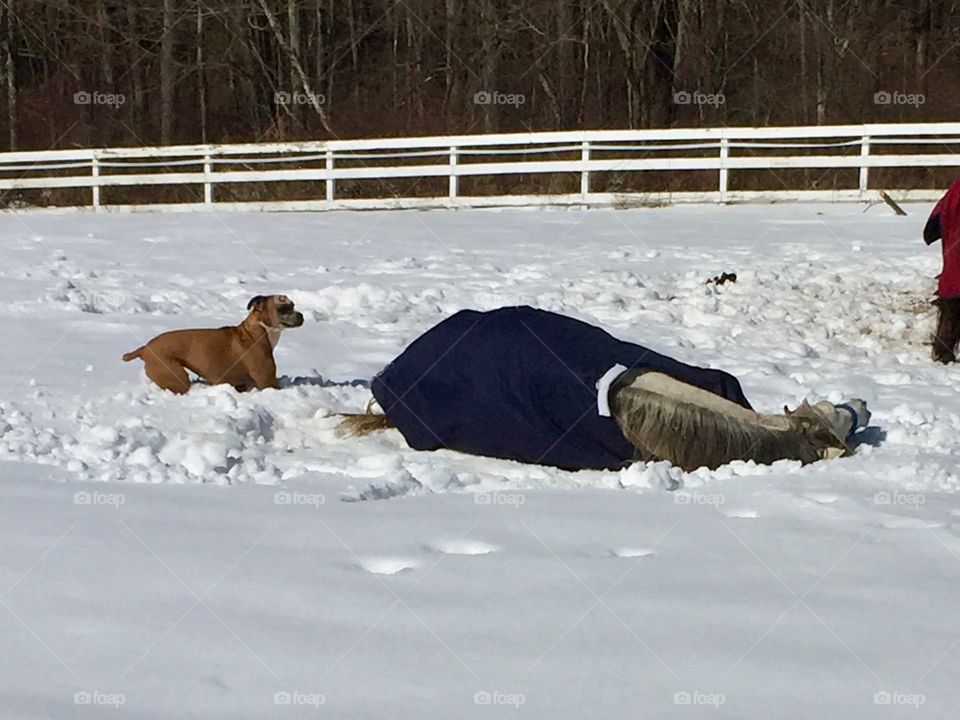 Playing with his big friend 
