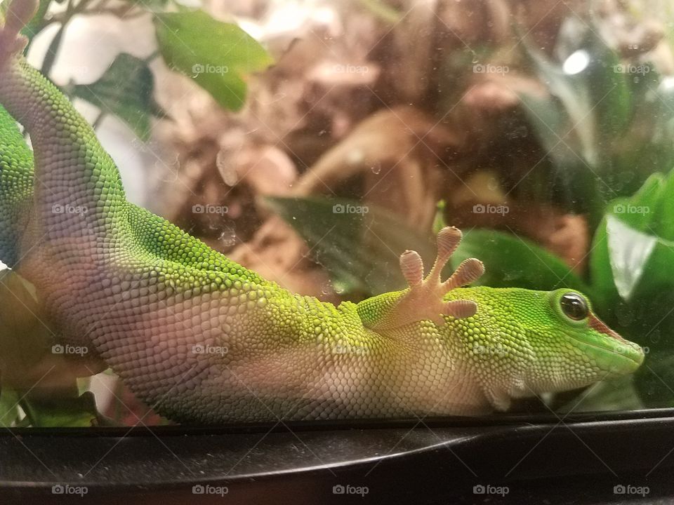 body of the giant Madagascar Green Day Gecko
