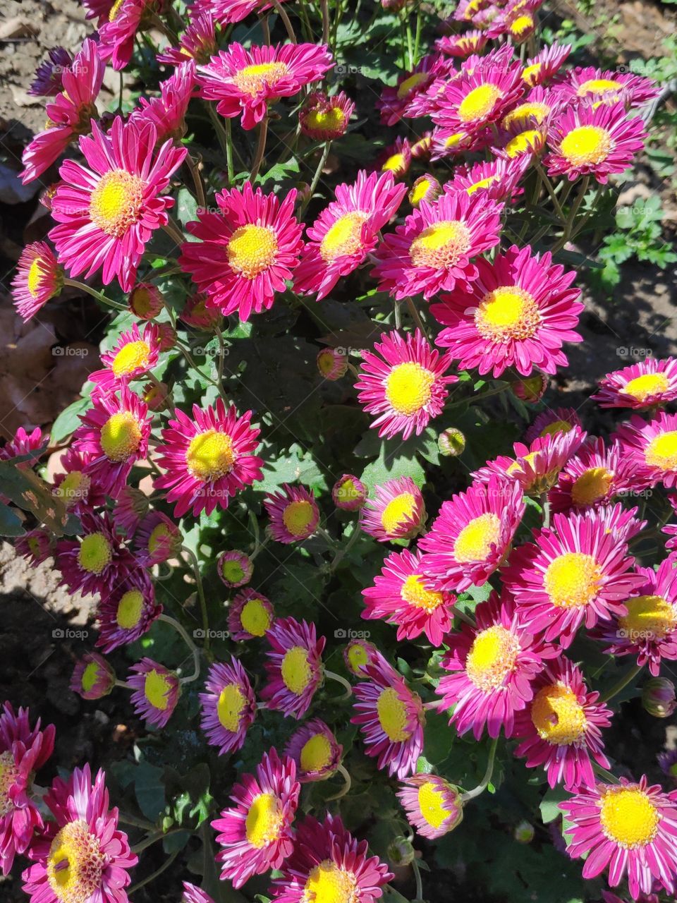 Chrysanthemum