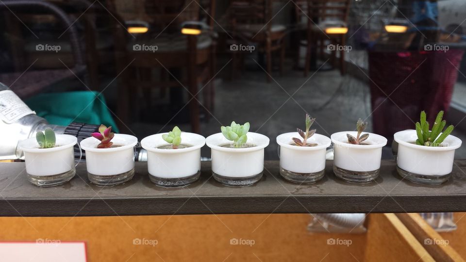 miniature plants