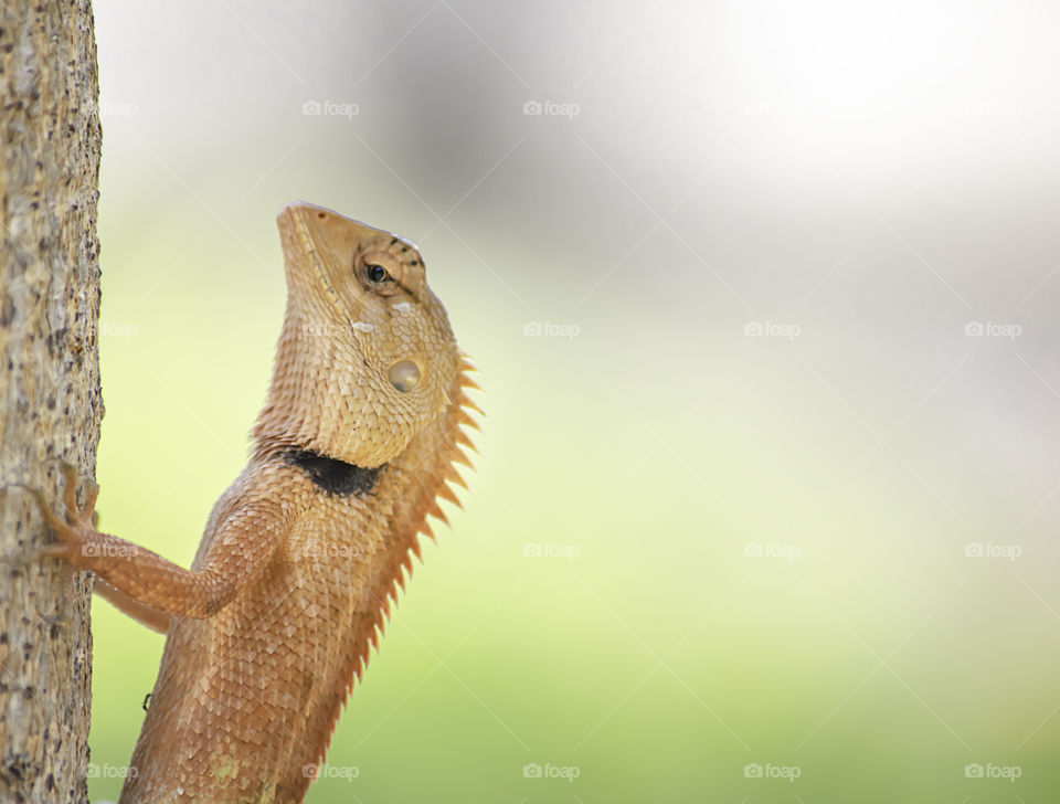 Chameleon orange on a tree Background blurred leaves.