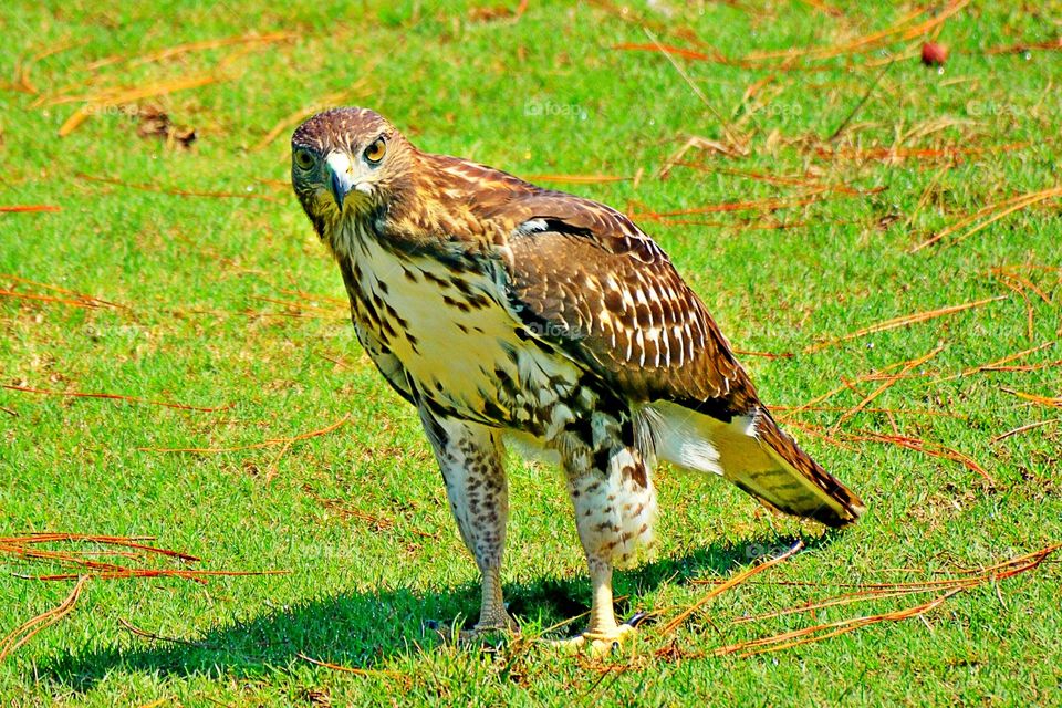 Portrait of a red-tailed hawk