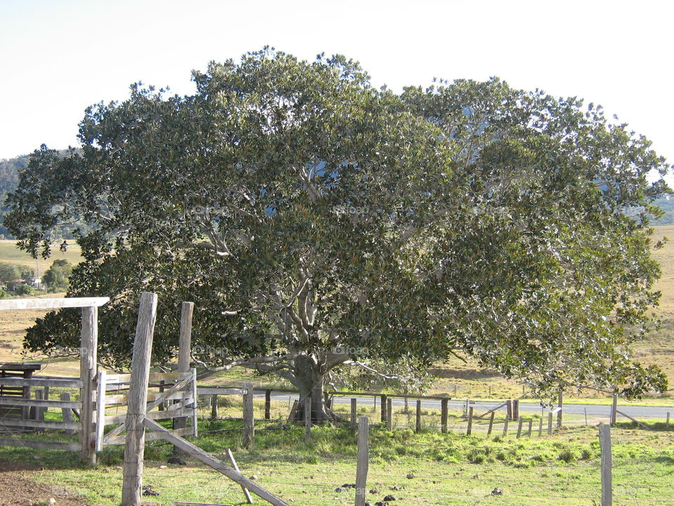 A large, old fig tree on a farm in Queensland, Australia