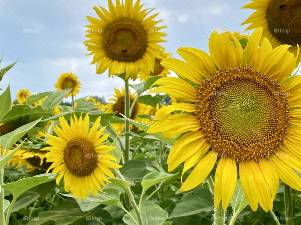 Sunflowers of varying heights and sizes fill the frame