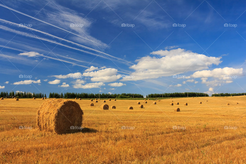 Landscape with wheat field