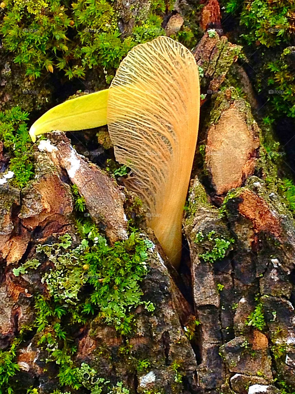 Maple Seed in the Willow