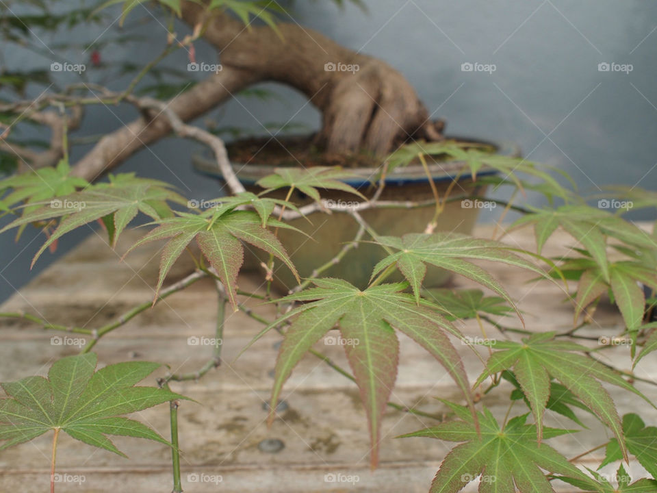 garden botanical tree leaves by m_licardo