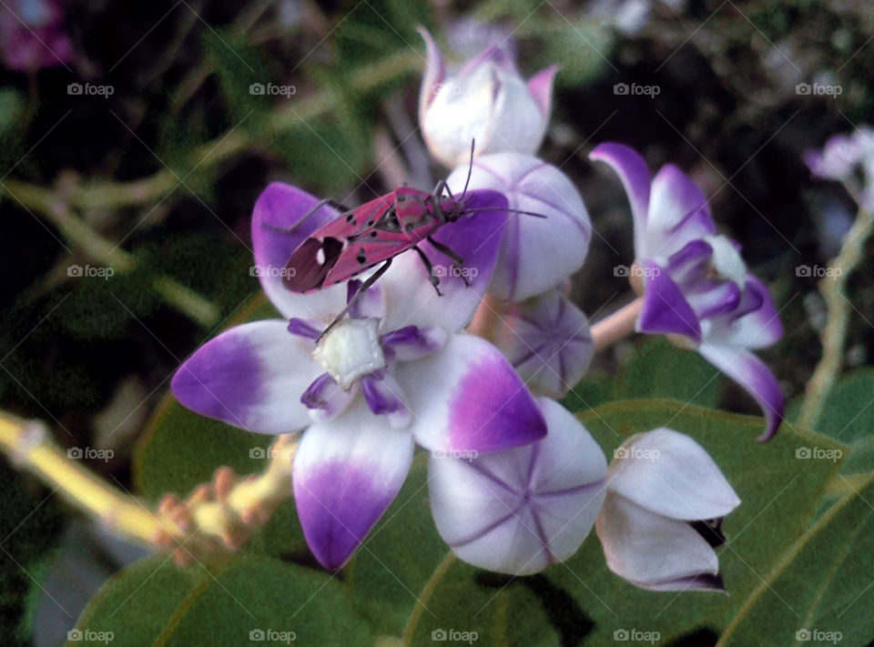 Elevated view of beetle on flower