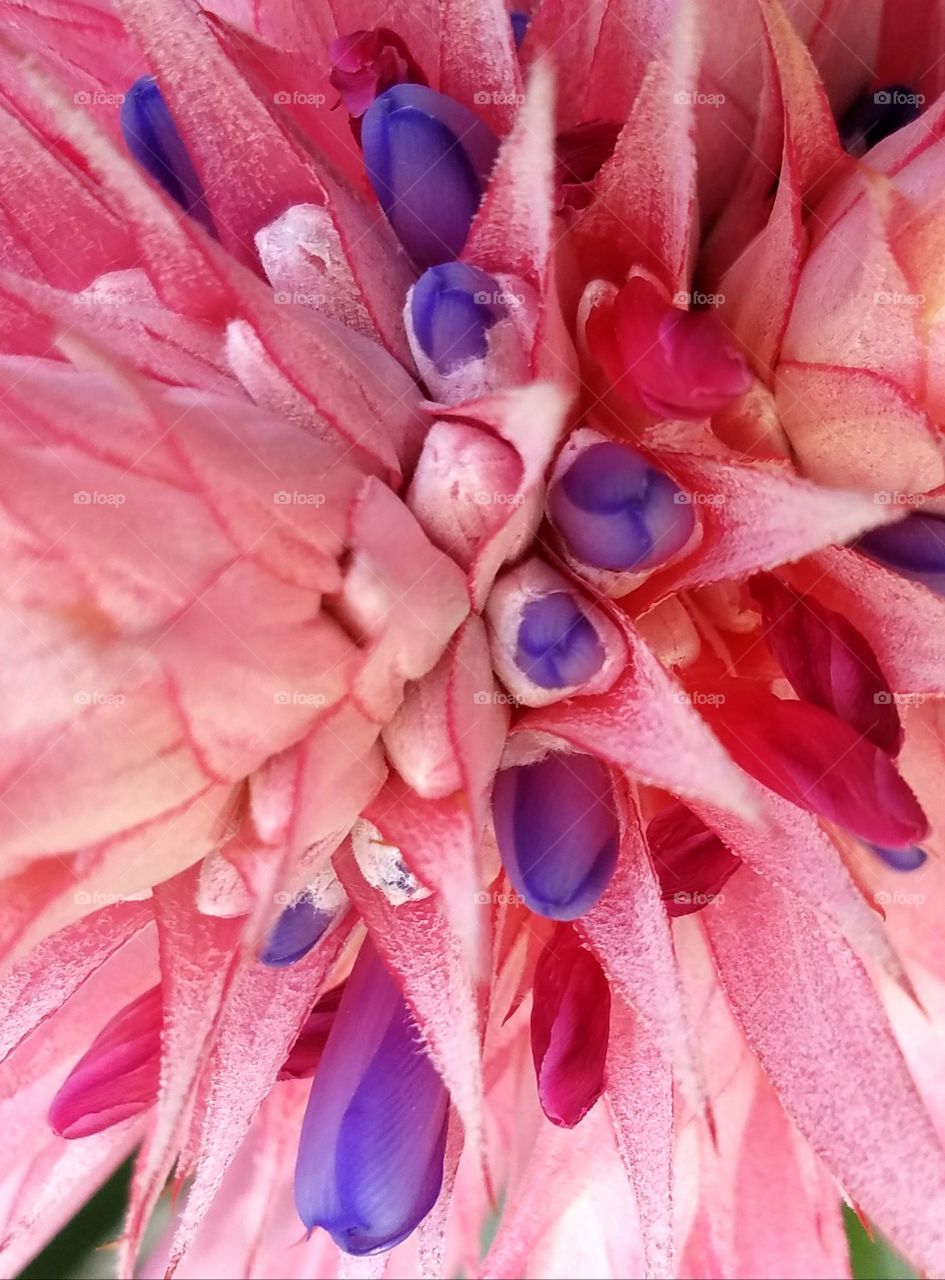 pink, purple and red flowers