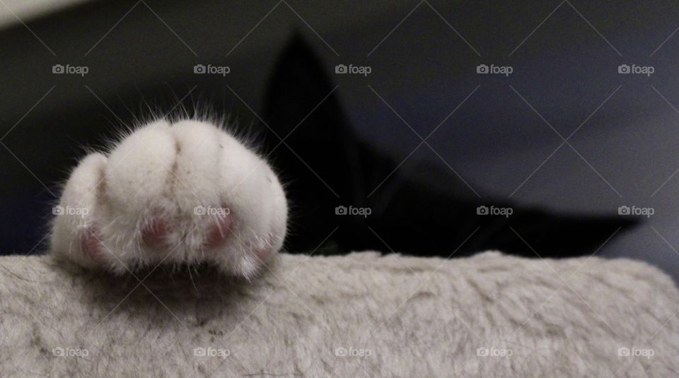 Cats cute pink paw