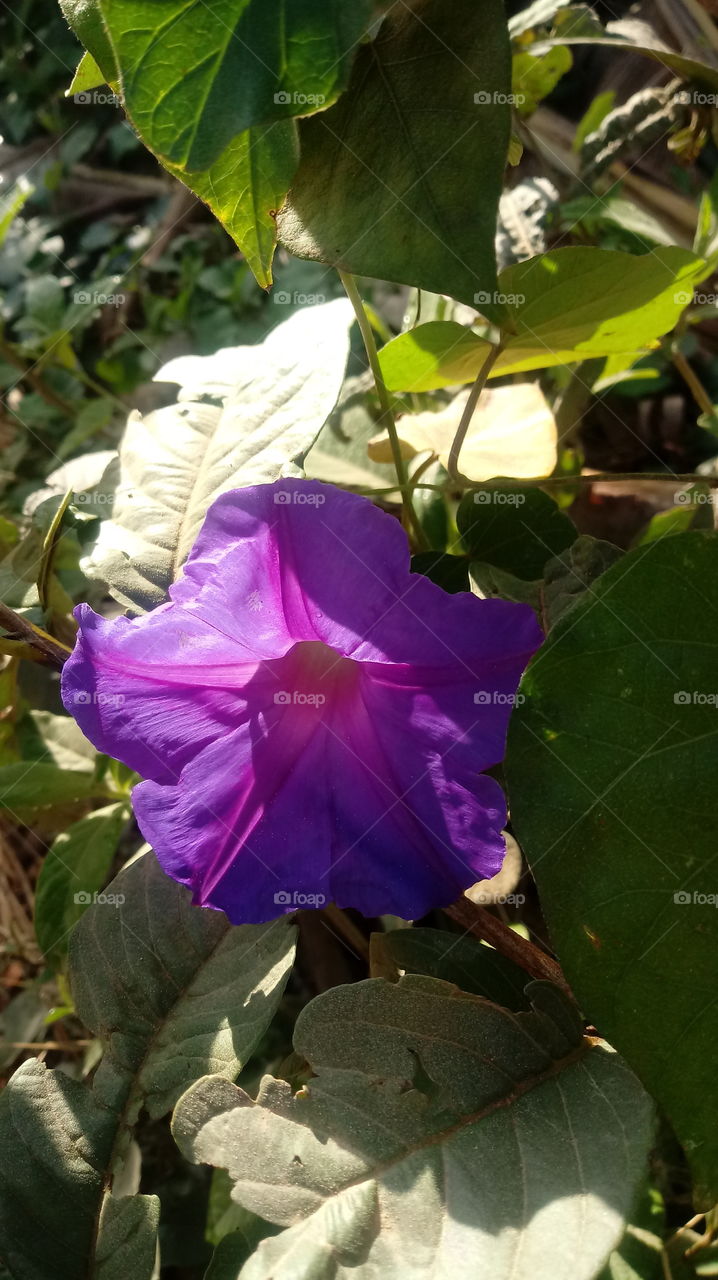 NATURE BOTANICAL Ipomoea nil