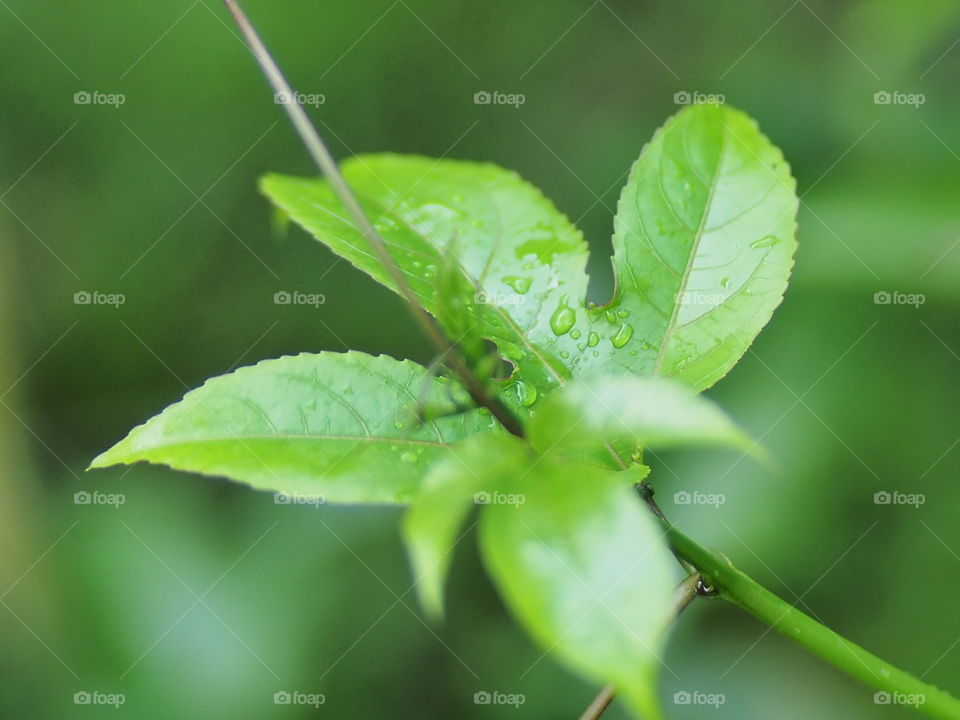 Nature tree