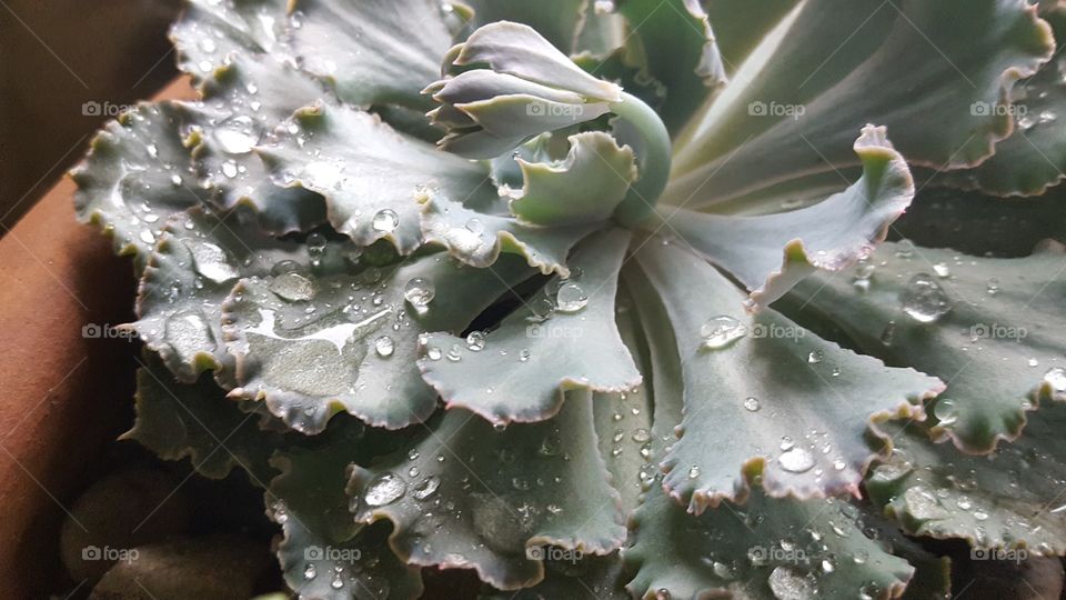 Fresh morning dew resting on a succulent bloom.