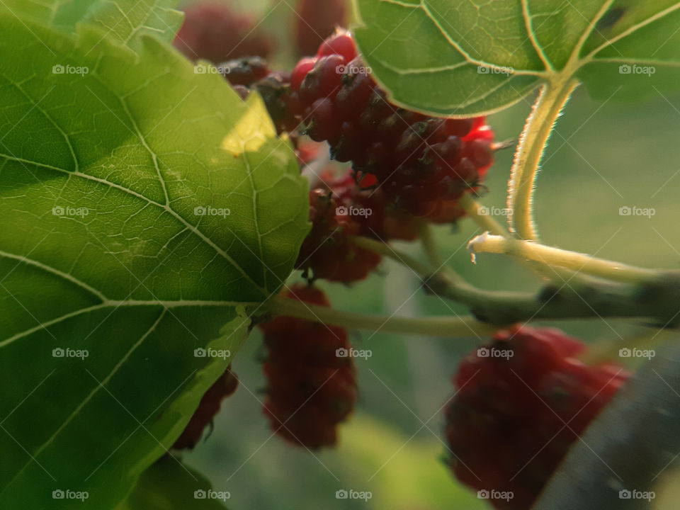 mulberries