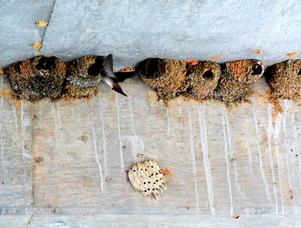 bird flying to their nest under a bridge.