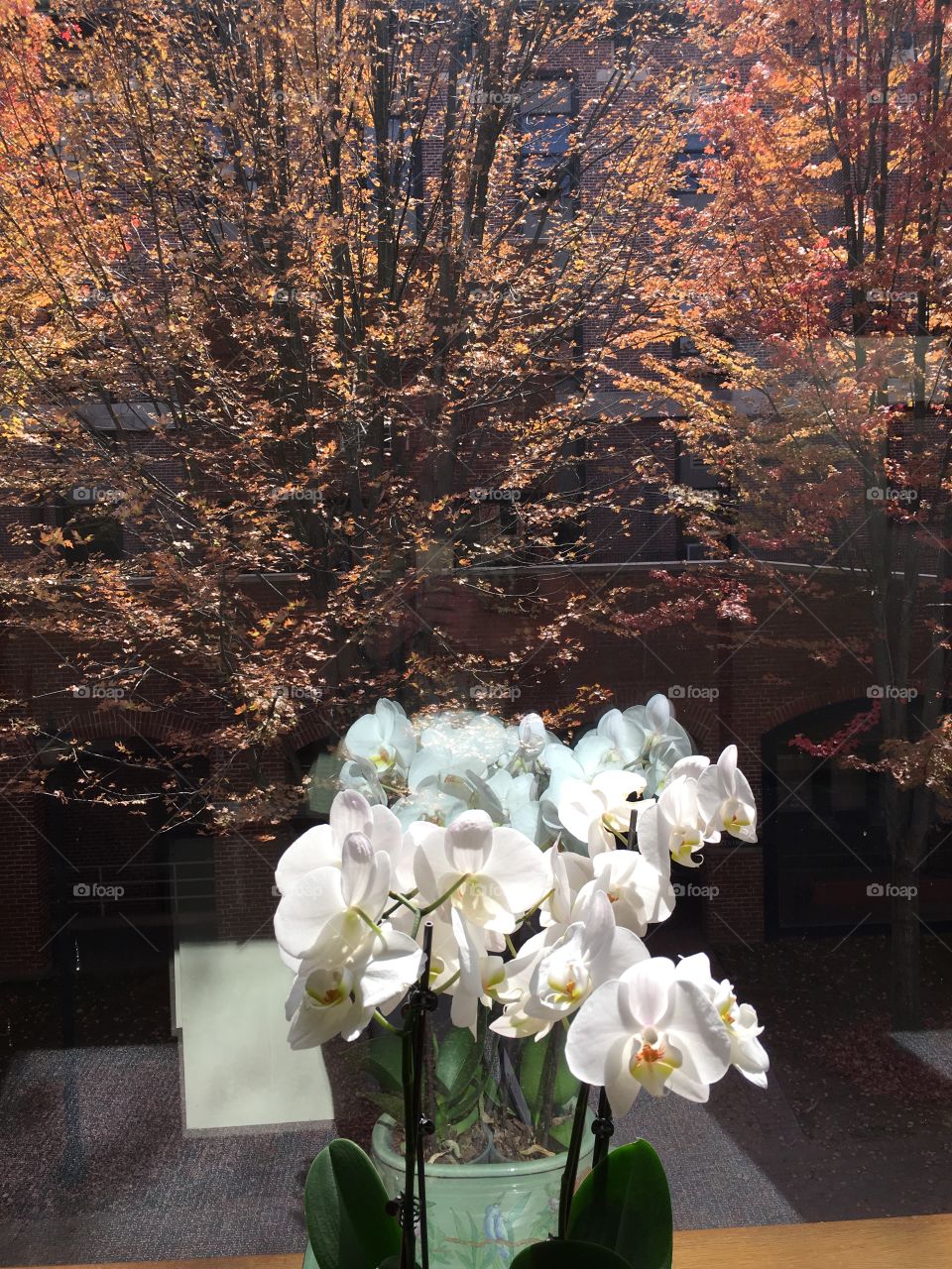 Orchids in the fall