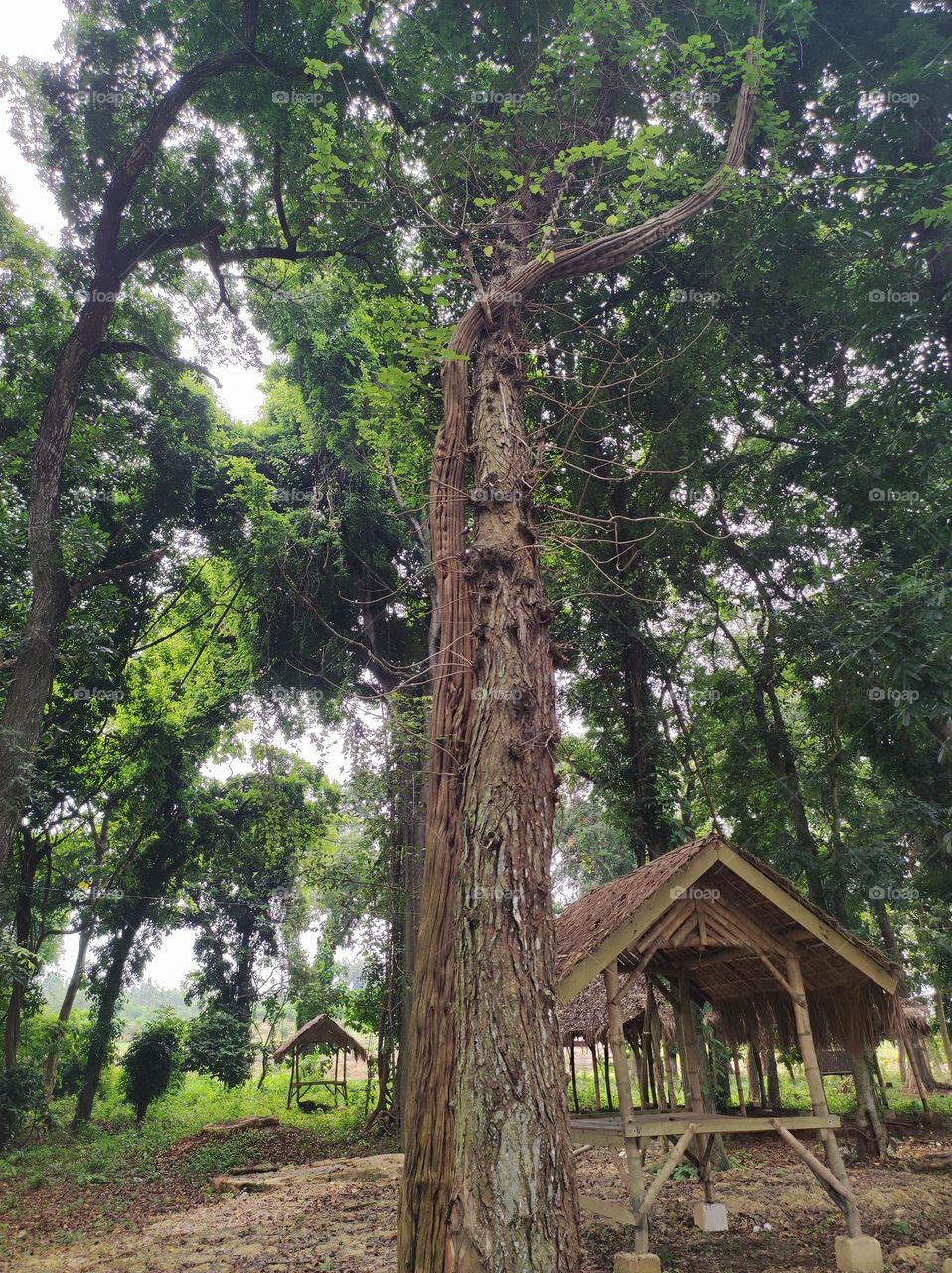 small hut in the middle of the wilderness