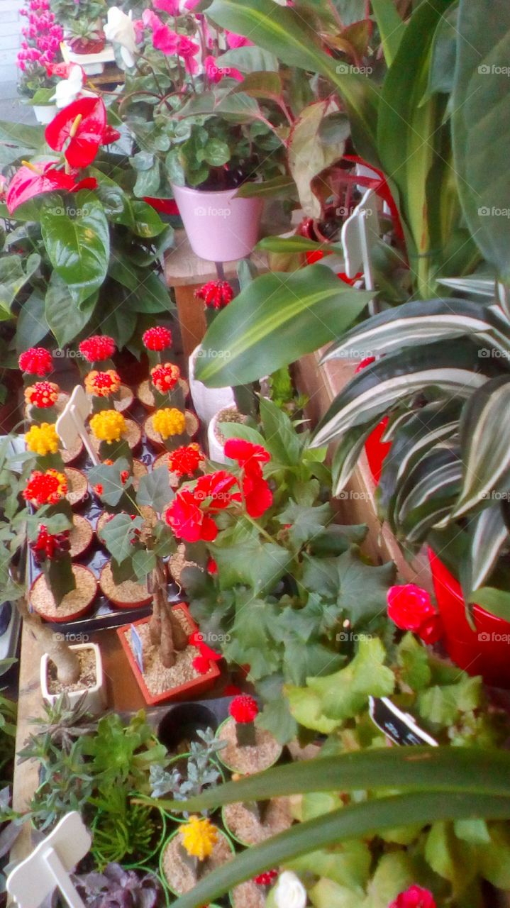 Colorful plant in market