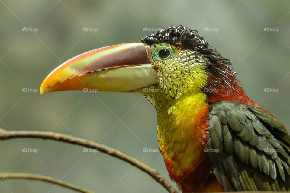 Colorful Bird 