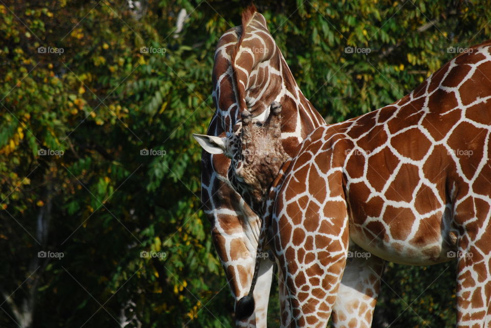 giraffe is smelling..
