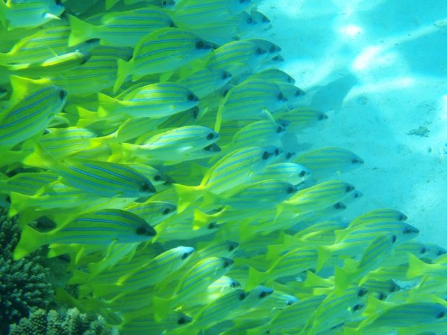 blue fish pod exotic by gnagulf