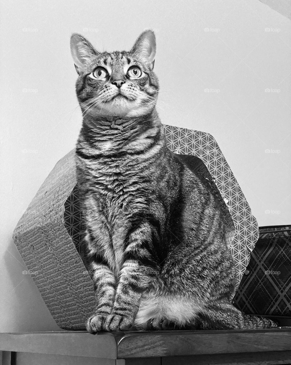 A tabby cat sitting on top of a dresser and in front of a hexagonal shaped scratcher