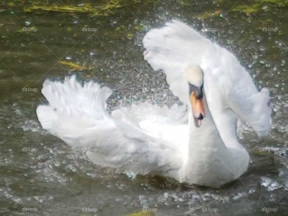 cleaning white swan