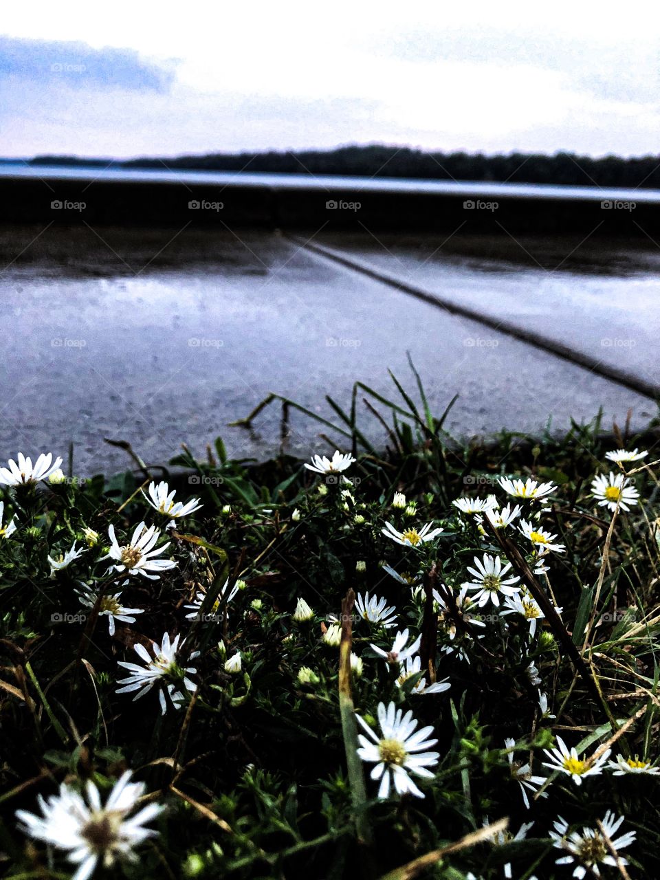 Flowers with lake in the background 