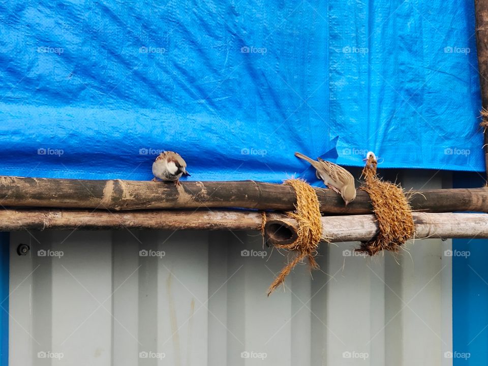 📷📷👁️👁️
❤️Love Forever ❤️
A couple of Sparrow 
Male Watching 
Female Working