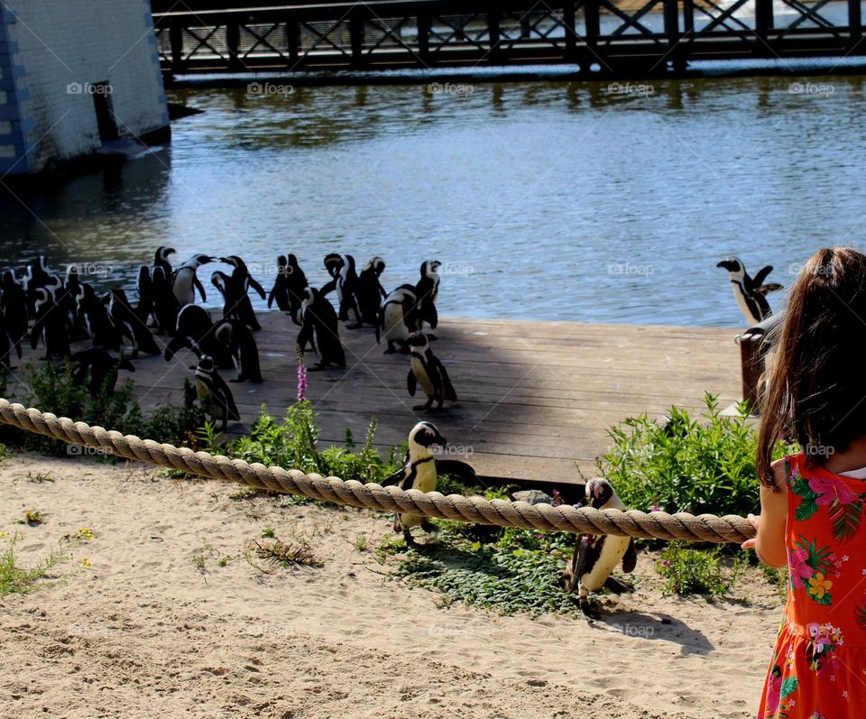 Penguins 🐧