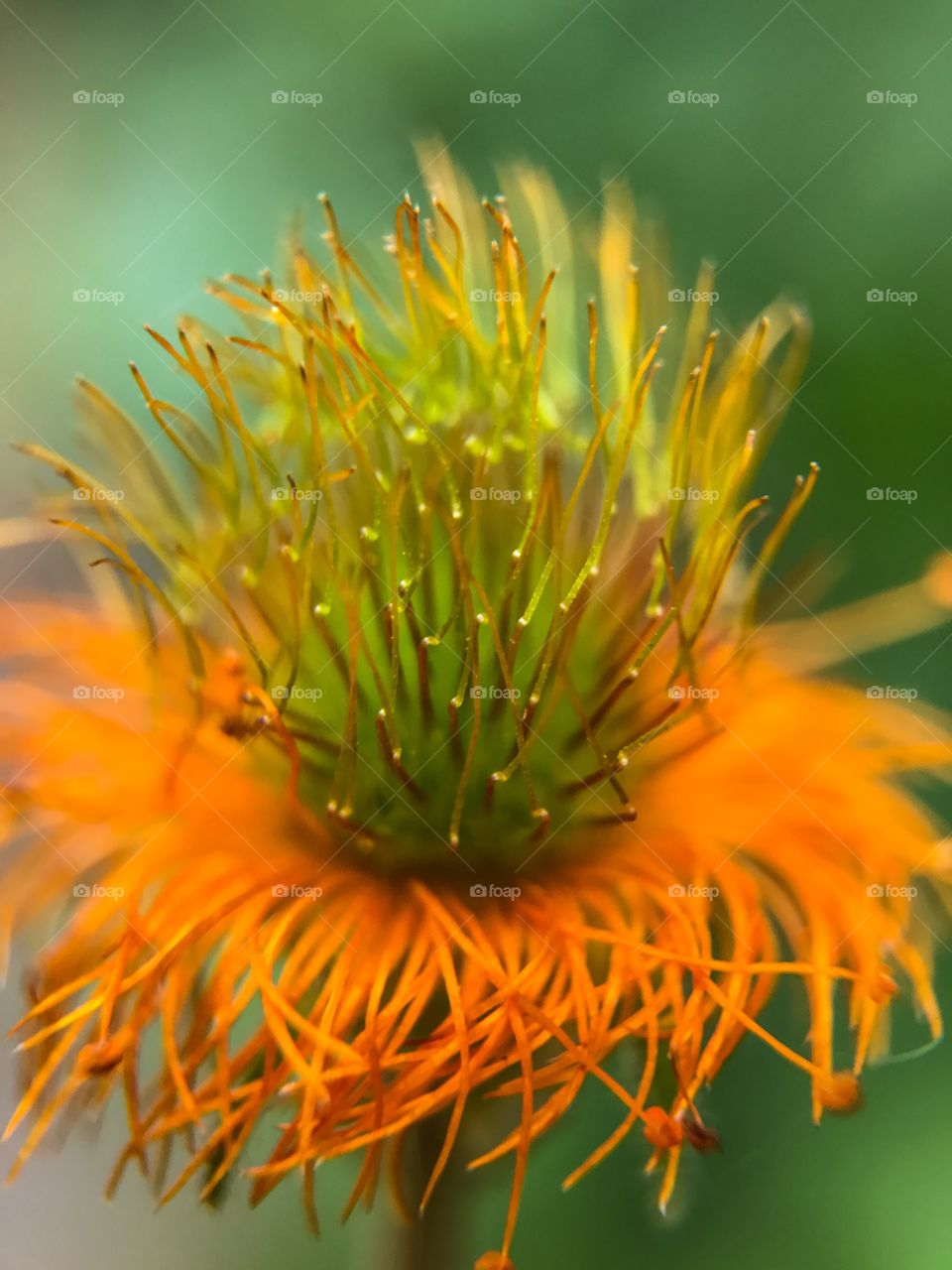 Close-up of orange flower