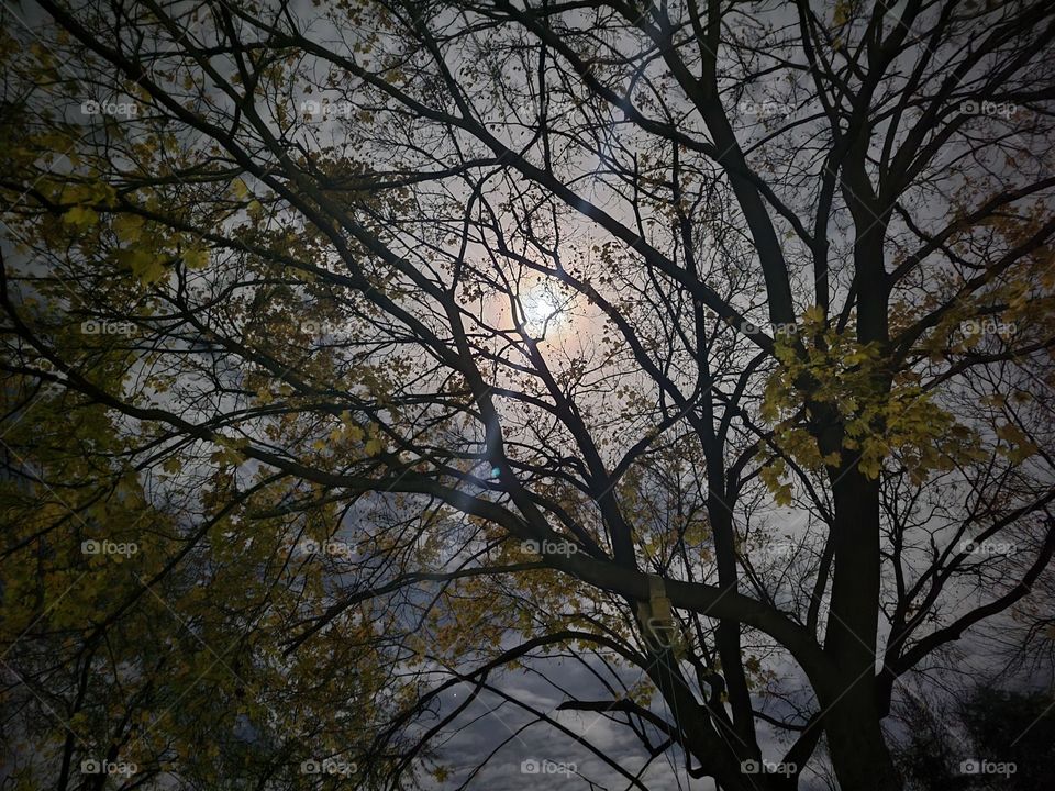 Fall Full Moon