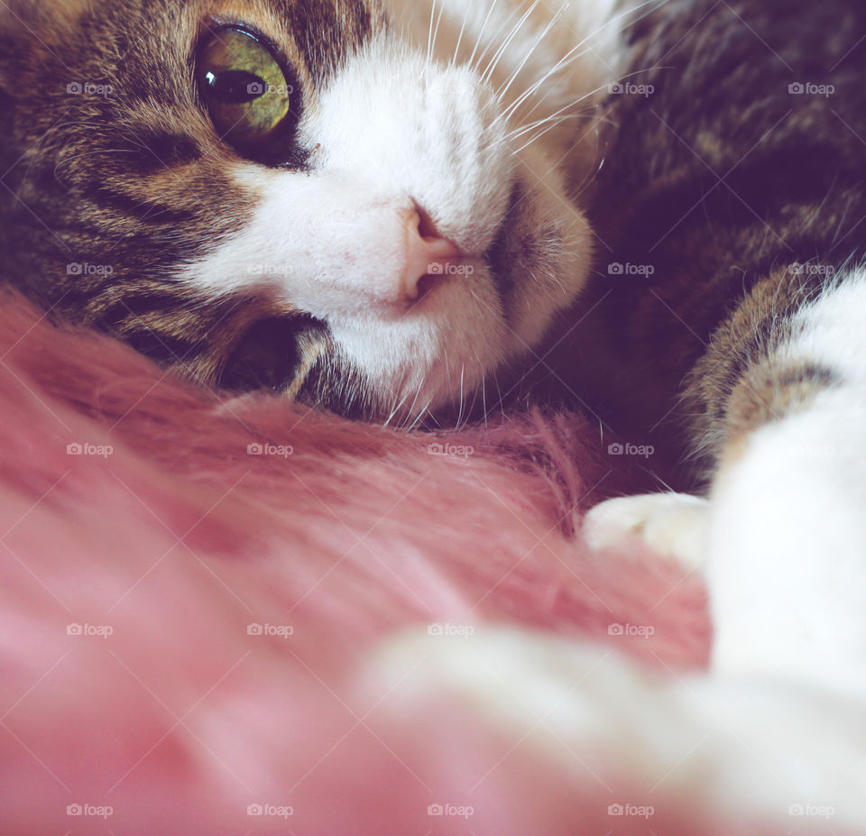 A tabby cat, with a little pink nose lies on a pink faux fur rug, he green eye providing contrast to the pink