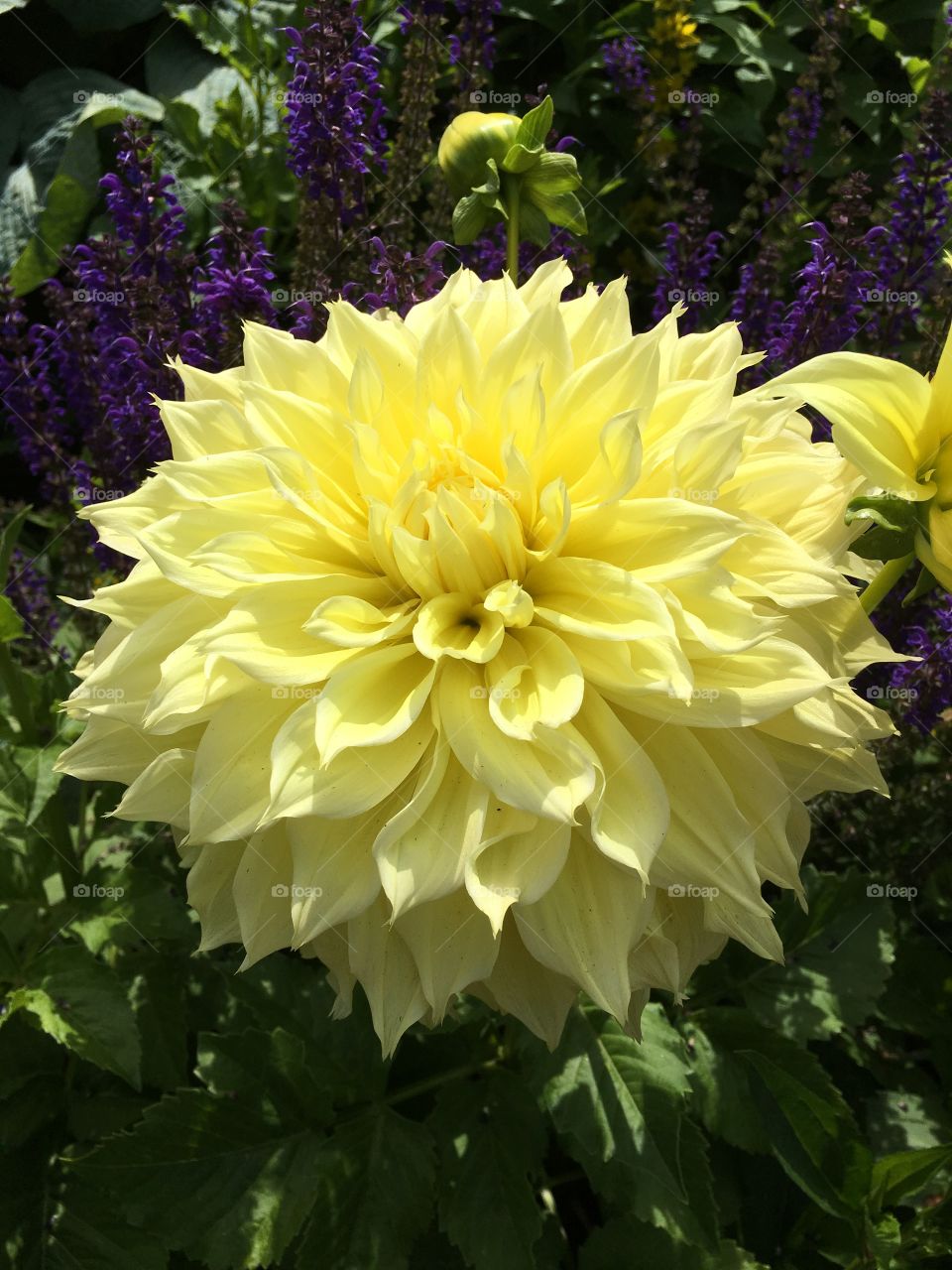 Giant yellow dahlia