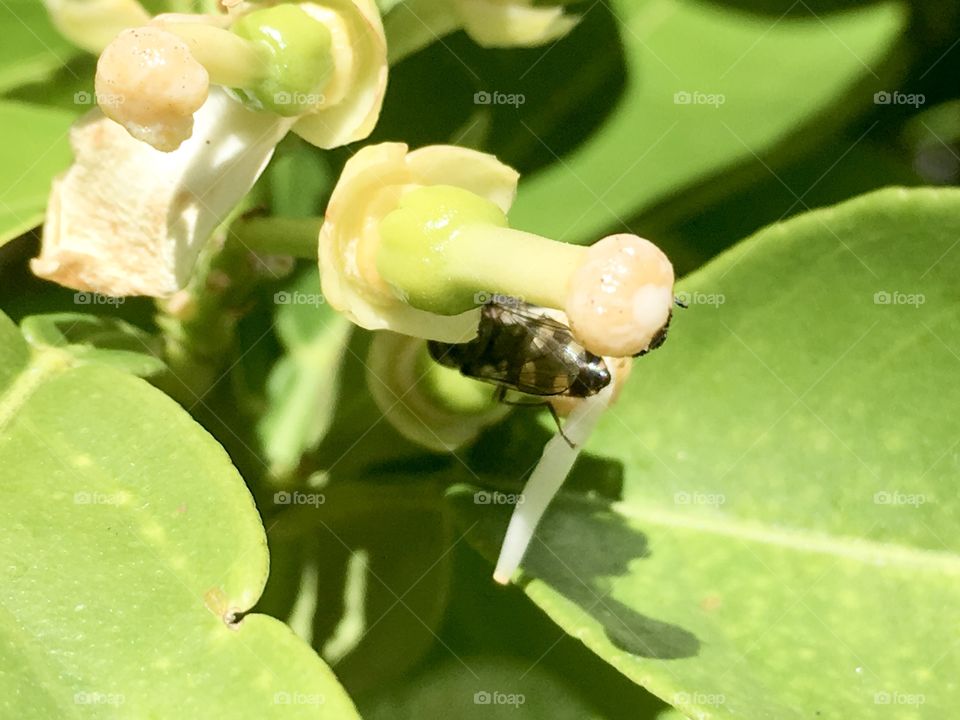Black banded Bee underneath an orange blossom stamen 