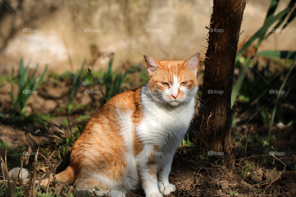 Ginger cat in the garden