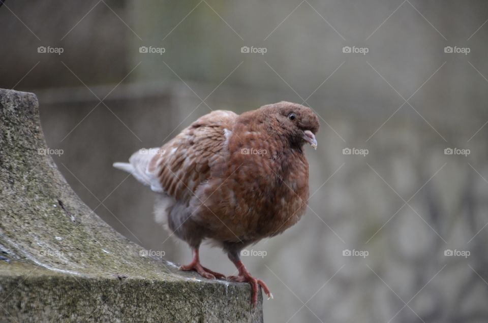 Curiuous pigeon