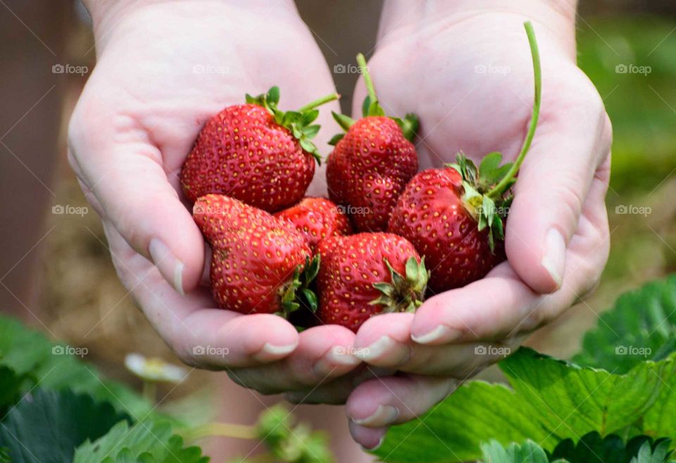 A person holding strawberry in hand