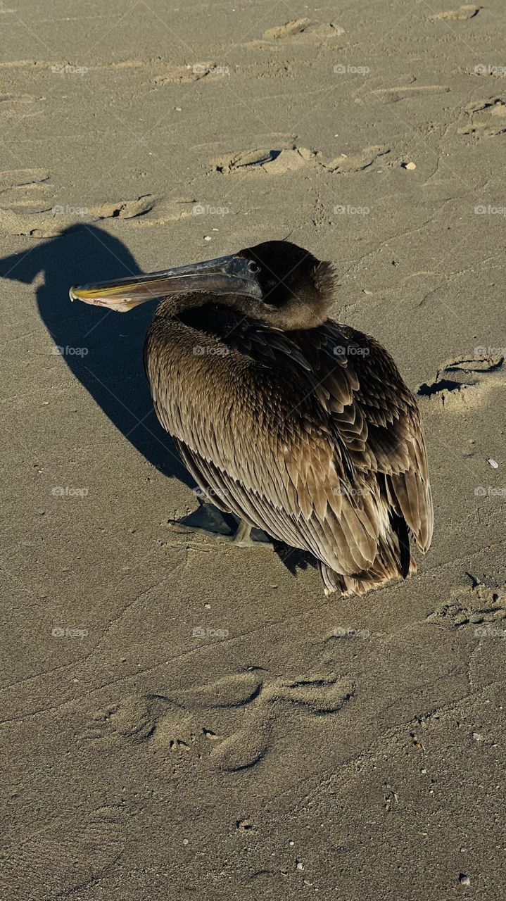 Pelican