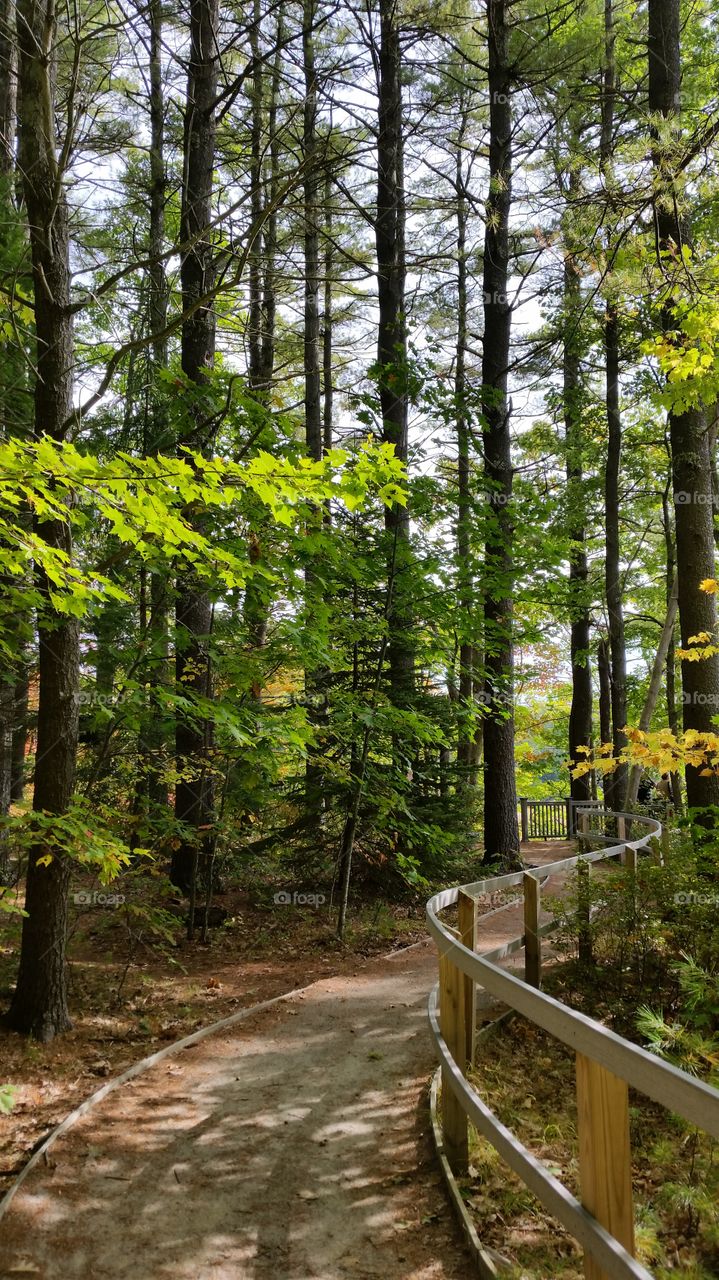 A walk through the Forest in the early days of Fall.