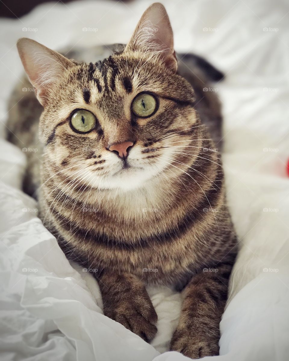 Portrait of cute cat. Beautiful cat