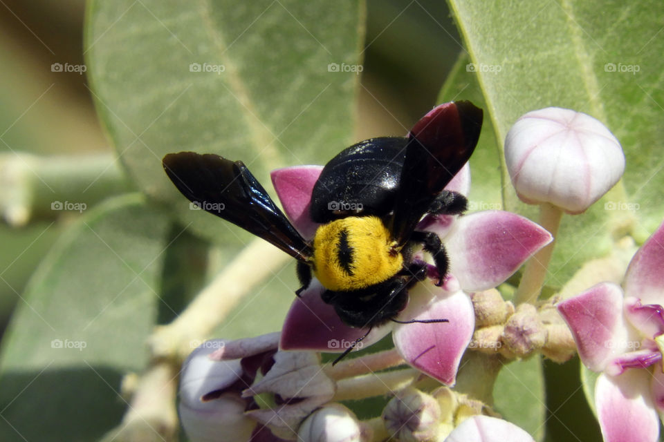 Carpenter Bee #Sayajigunj #Vadodara