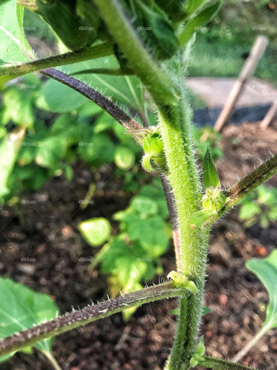 Sunflower is producing more sunflower babies on its stem